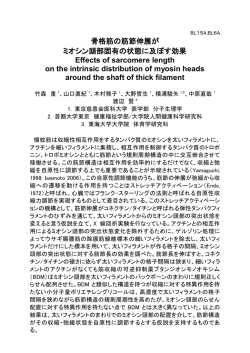 骨格筋の筋節伸展が ミオシン頭部固有の状態に及ぼす効果 Effects of