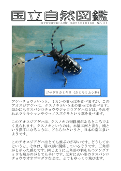 アゲハチョウというと、ミカンの葉っぱを食べますが、この アオスジアゲハ