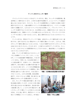 研究員レポート 1 アンドン村のキャッサバ耕作
