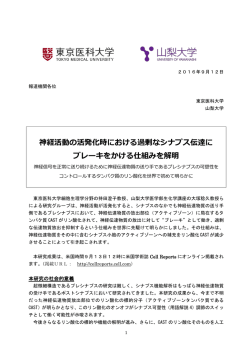 神経活動の活発化時における過剰なシナプス伝達に