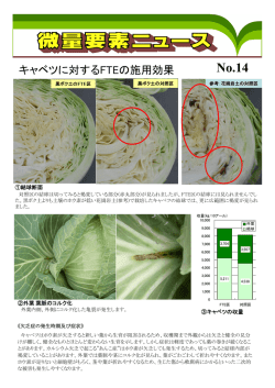 キャベツに対するFTEの施用効果