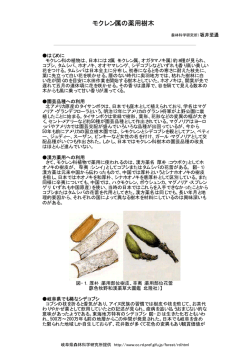 モクレン属の薬用樹木