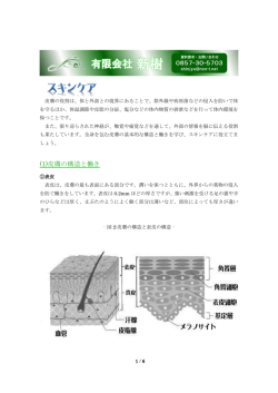 (1)皮膚の構造と働き