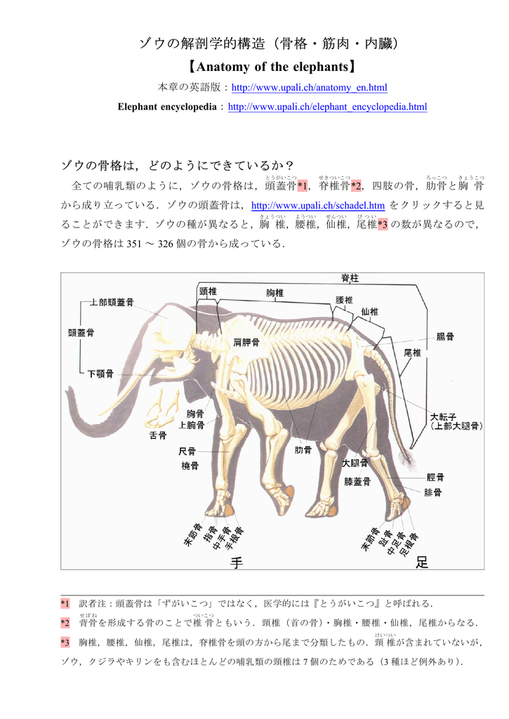 ゾウの解剖学的構造 骨格 筋肉 内臓 Anatomy Of The Elephants