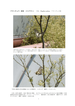 アゲハチョウ（春型 ナミアゲハ） 学名：Papilio xuthus アゲハチョウ科