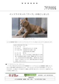 インドライオンの「ナーラ」が死亡しました