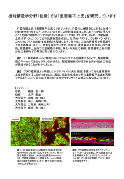 PowerPoint プレゼンテーション