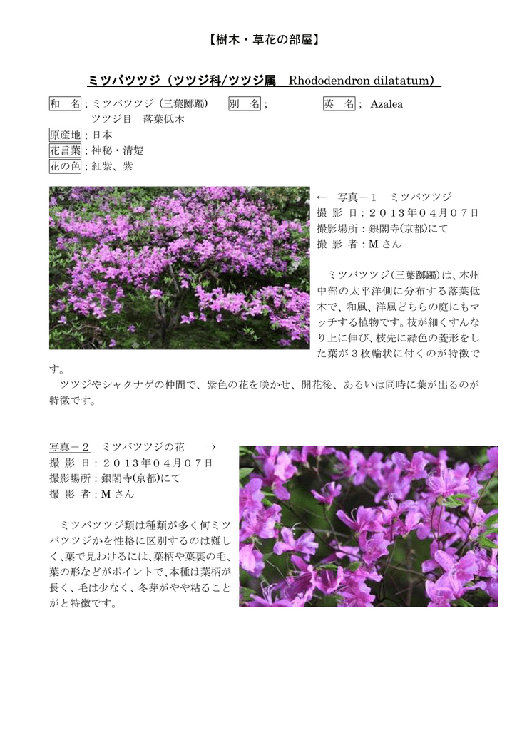 ﾐﾂﾊﾞﾂﾂｼﾞ 三葉躑躅 ﾂﾂｼﾞ目 ﾂﾂｼﾞ科 ﾂﾂｼﾞ属 Rhododendron Dilatatum