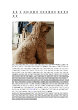 【安い】 犬服 セレブ,犬服縫製工場 クレジットカード支払い シーズン最後に