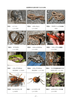 - 67 - 佐賀県内の注意を要する主な生物 写真1 イノシシ 写真2
