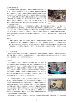 3.ウサギの飼育