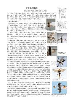 寄生蜂の解説 - 名城大学 農学部
