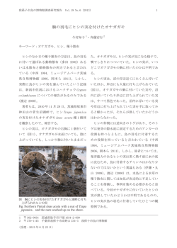 胸の羽毛にヒシの実を付けたオナガガモ