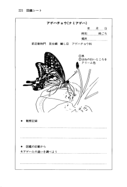 アゲハチョウ（ナミアゲハ）