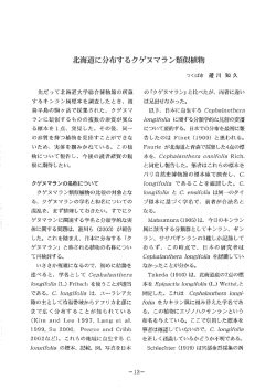 北海道に分布するクゲヌマラン類似植物