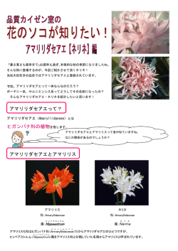 "花のソコが知りたい！" vol.19 ネリネ編