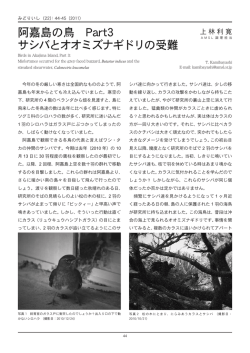 阿嘉島の鳥 Part3 サシバとオオミズナギドリの受難