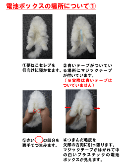 PowerPoint プレゼンテーション