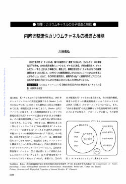 蛋白質核酸酵素:内向き整流性カリウムチャネルの構造と機能