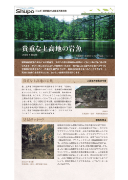 貴重な上高地の岩魚