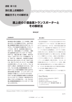 腸上皮の 2 価金属トランスポーターと その解析法