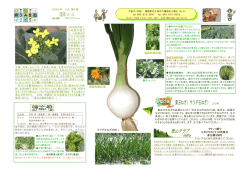 葉玉ねぎ（サラダ玉ねぎ）