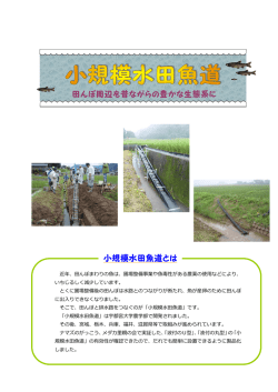 近年、田んぼまわりの魚は、圃場整備事業や魚毒性がある農薬の使用