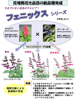 夏のフェニックス