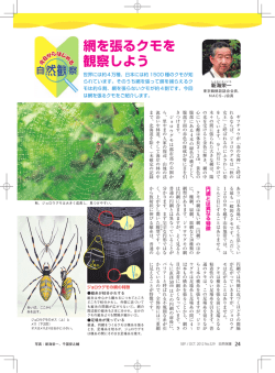 網を張るクモを 観察しよう - 日本自然保護協会～NACS-J