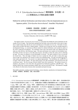 イトメ Tylorrhynchus heterochaetus（環形動物：多毛類）の 人工受精法