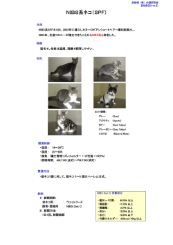 NIBS系ネコ（SPF）