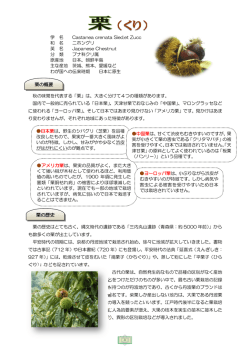 栗 [PDFファイル／672KB]