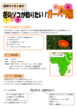 "花のソコが知りたい！" vol.10 ガーベラ編