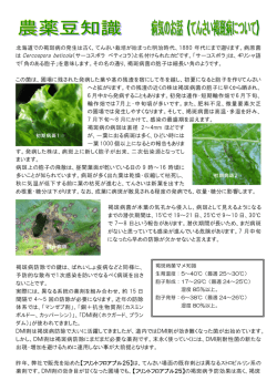 てんさい褐斑病について