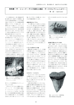 特別展 「ザー シャーク ~サメの進化と適応・ ケースコレクションより~」