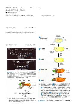 理数生物 発生のしくみ3 番号 氏名 体の前と後ろが決定する仕組み 母性