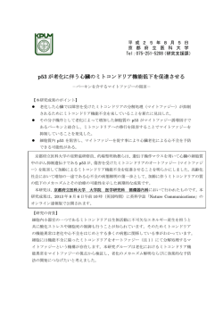 p53 が老化に伴う心臓のミトコンドリア機能低下を促進させる