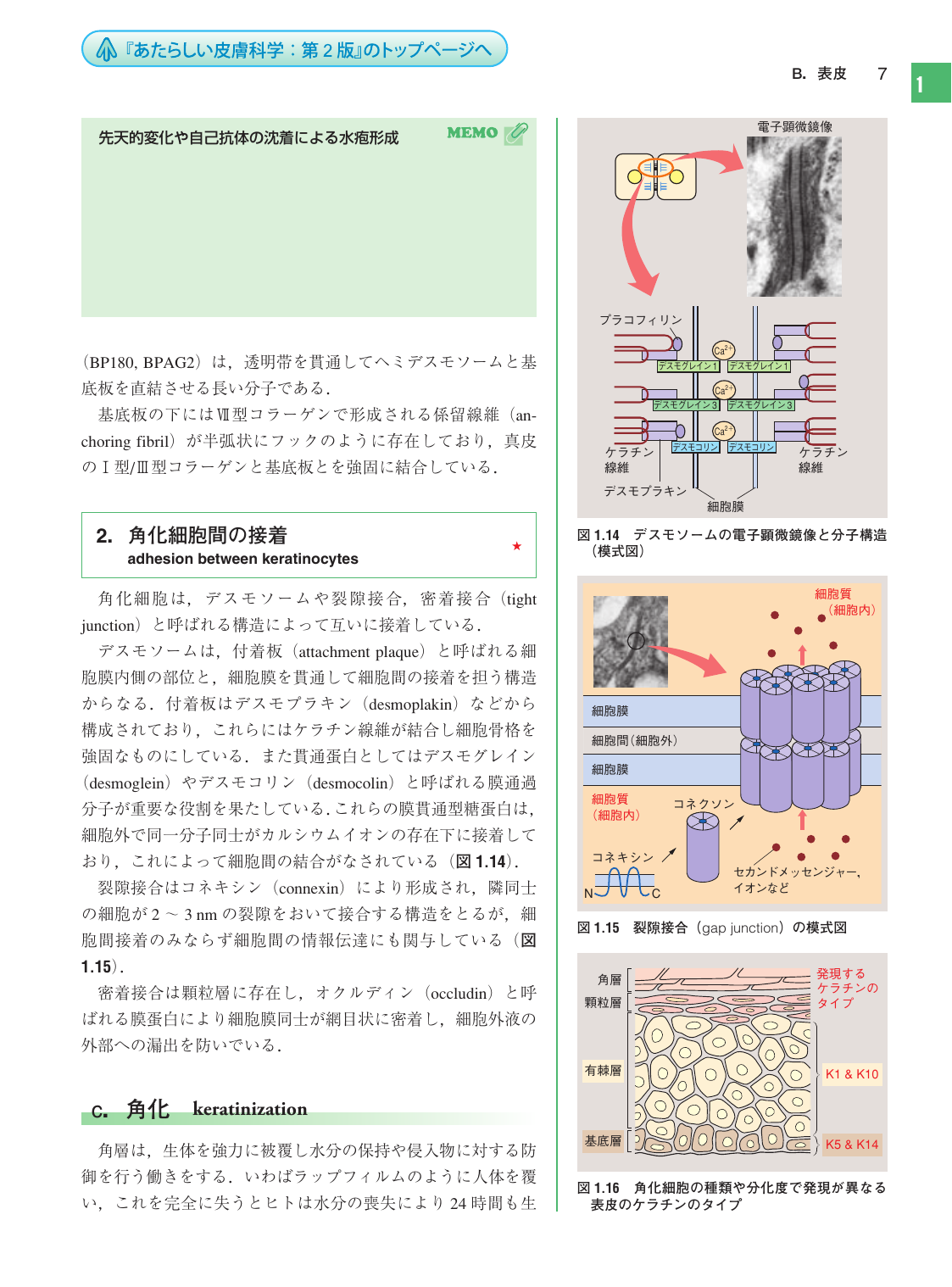 2 角化細胞間の接着 C 角化 Keratinization