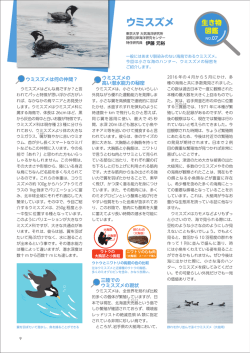 ウミスズメ - 東京大学