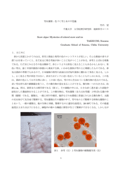 雪氷藻類 - 千葉大学理学部地球科学科