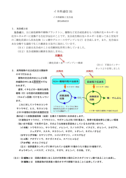 31 イネ科植物と光合成