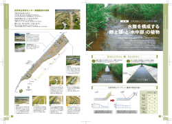 自然河岸とコンクリート護岸の特性の違い 水際域の構造と