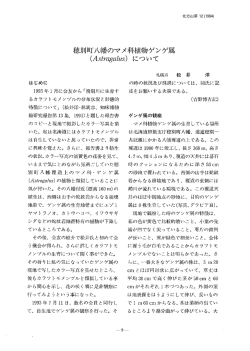 穂別町八幡のマメ科植物ゲンゲ属