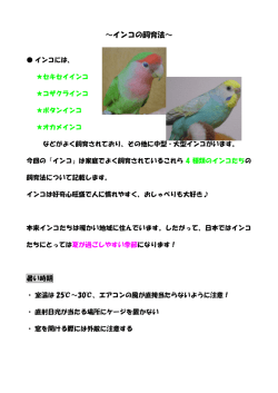 インコの飼育法 - ハート 動物病院