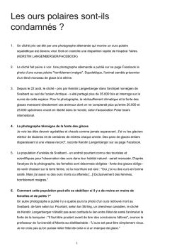 Les ours polaires sont