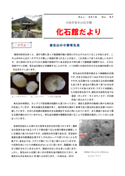 11月号 №67 金生山の小型有孔虫