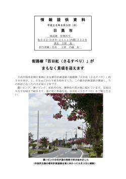 街路樹「百日紅（さるすべり）」