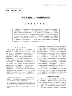 肝上皮細胞による組織構造形成