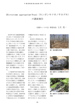 Microstoma aggregatum Otani（センボンキツネノサカズキ） の調査報告