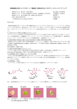 植物細胞を用いたフラボノイド機能性・薬効成分のメタボリック